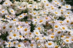 Gänseblümchen
